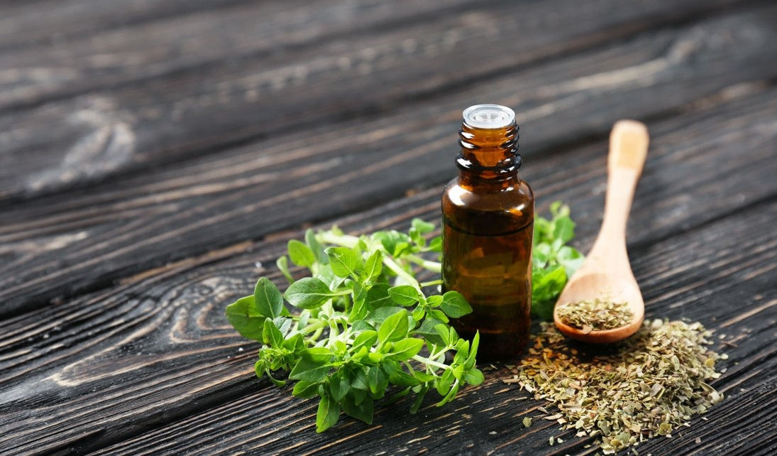 Oregano kruiden